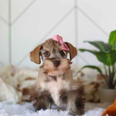 Tammy - Available 4/9