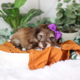 Tammy - Available Now