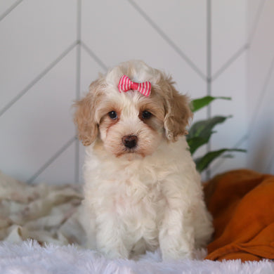 Coast - Available 4/9