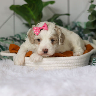 Coast - Available 4/9