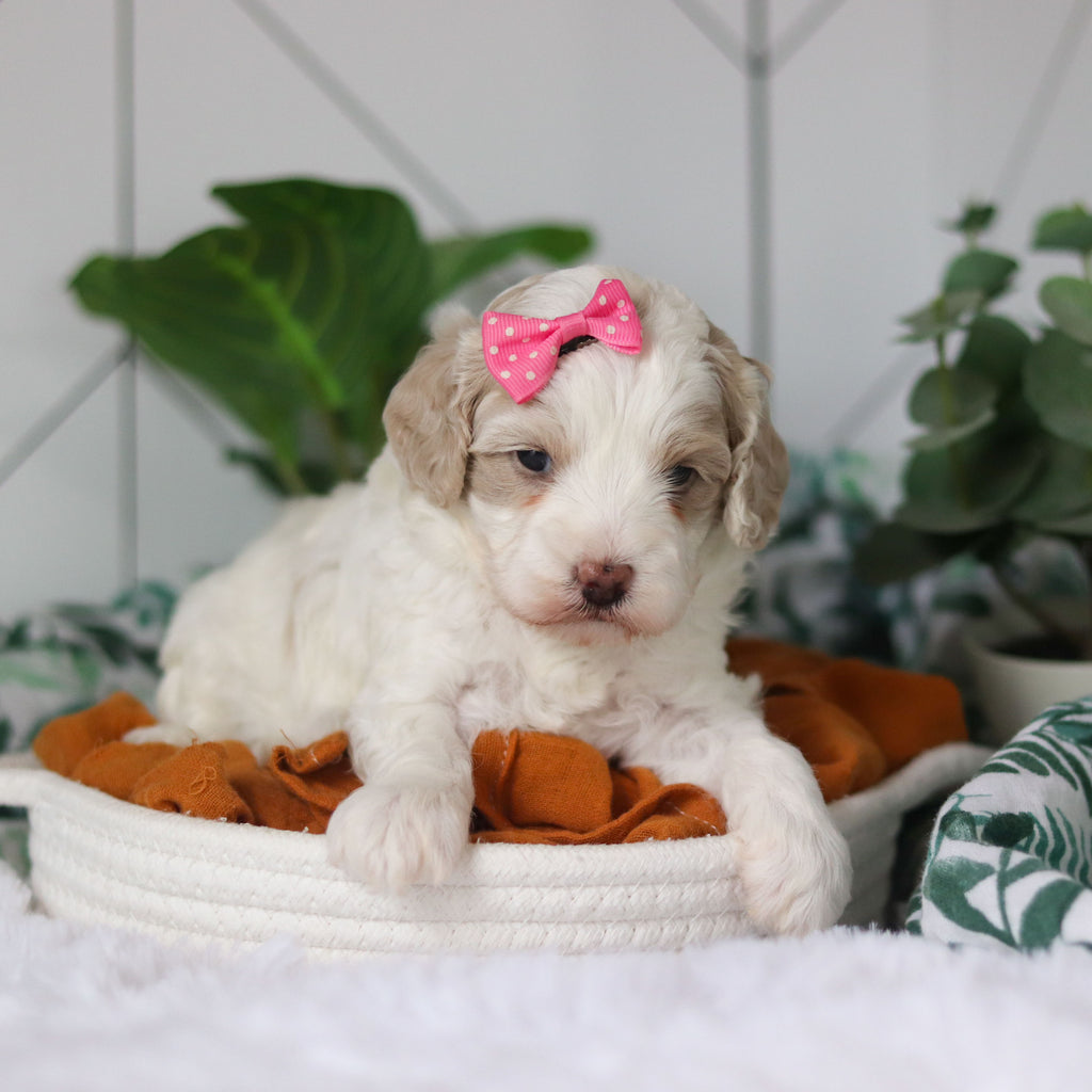 Coast - Available 4/9