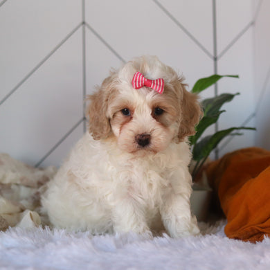 Coast - Available 4/9