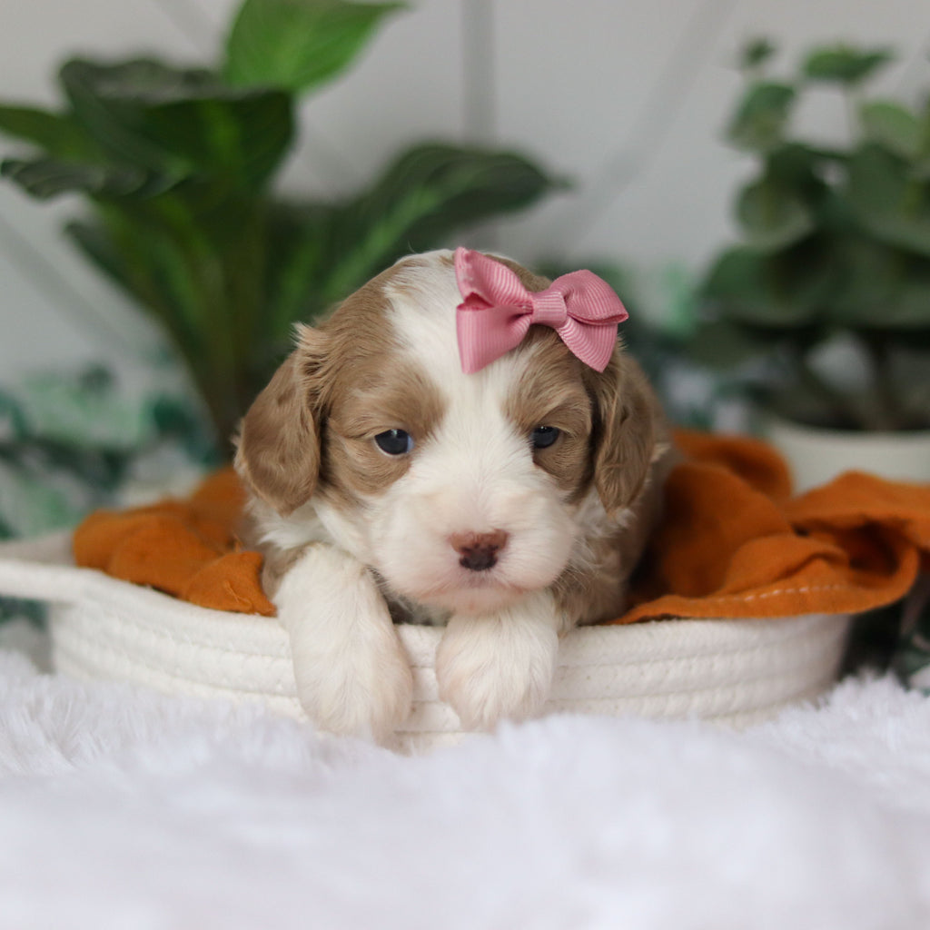 Capri - Available 4/9