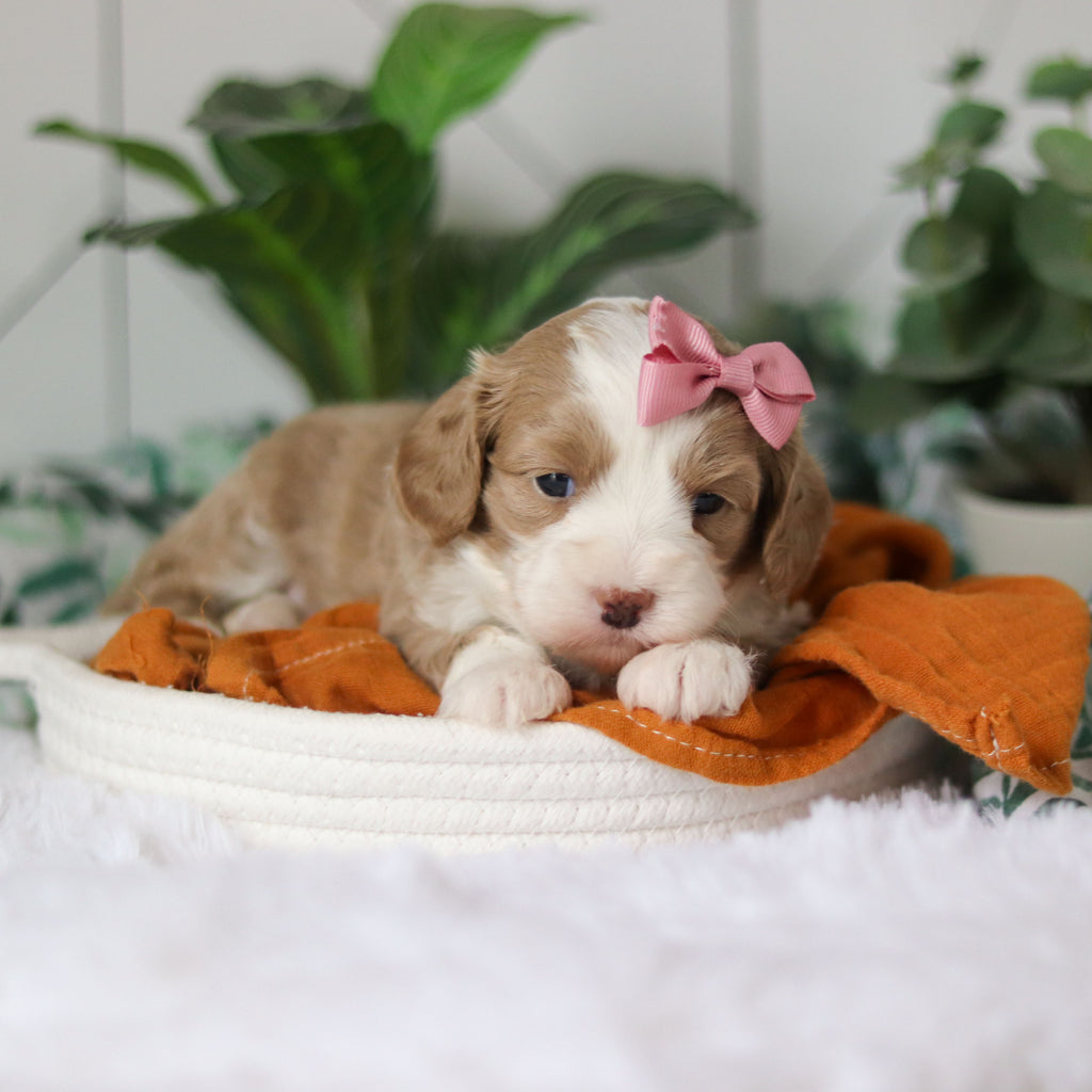 Capri - Available 4/9