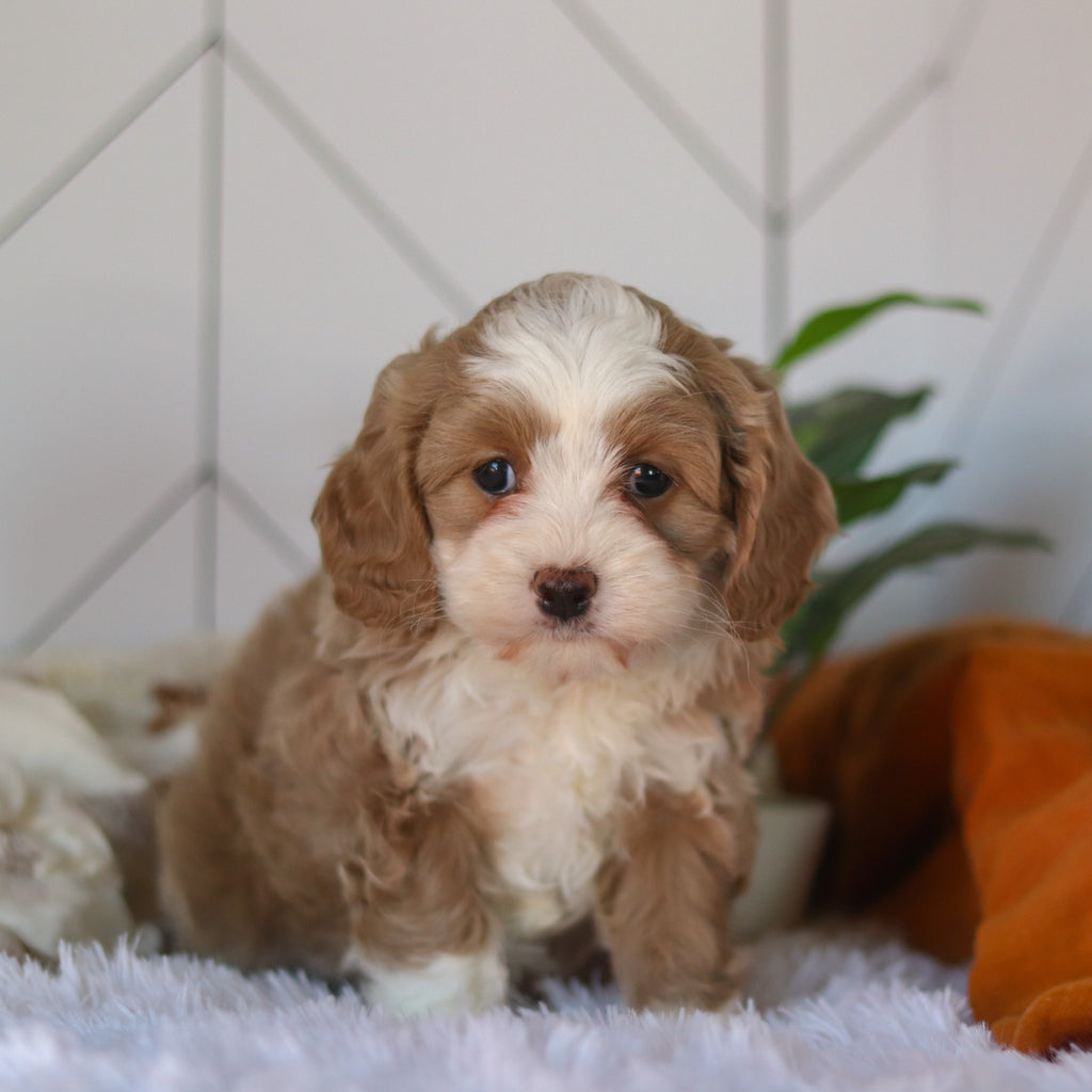 Capri - Available 4/9