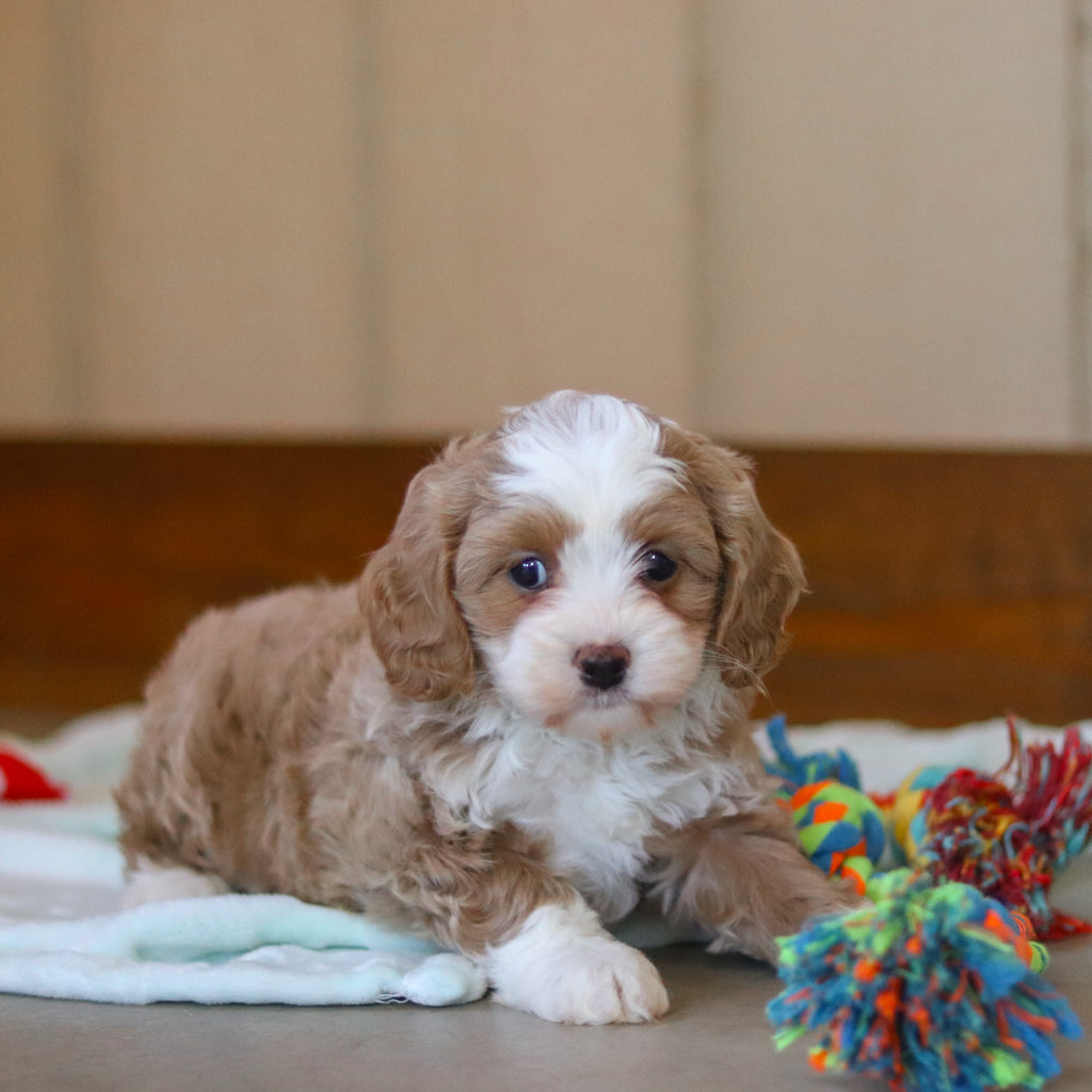 Capri - Available 4/9