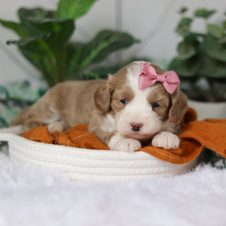 Capri - Available 4/9