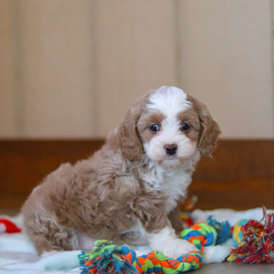 Capri - Available 4/9