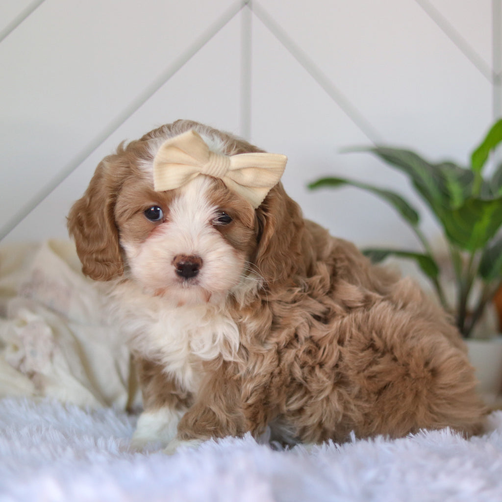 Capri - Available 4/9