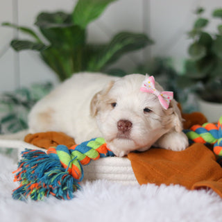 Tuffy - Available Now