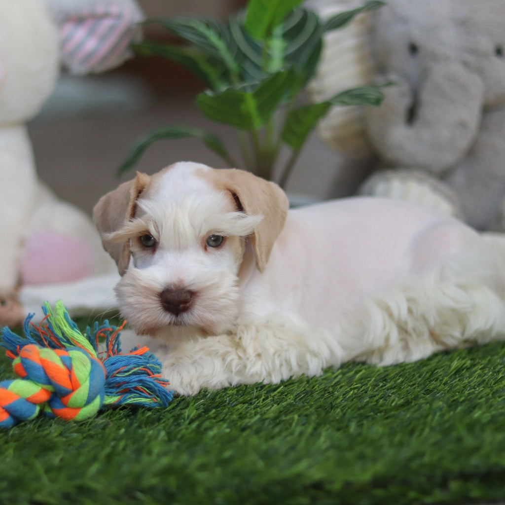 Tuffy - Available Now