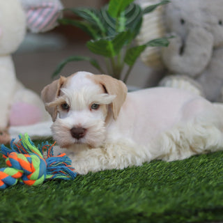 Tuffy - Available Now