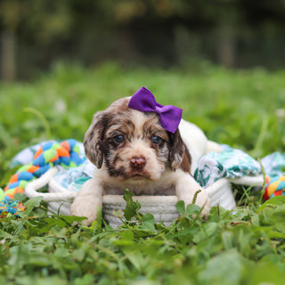 Belle - Available 10/8