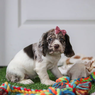 Belle - Available 10/8