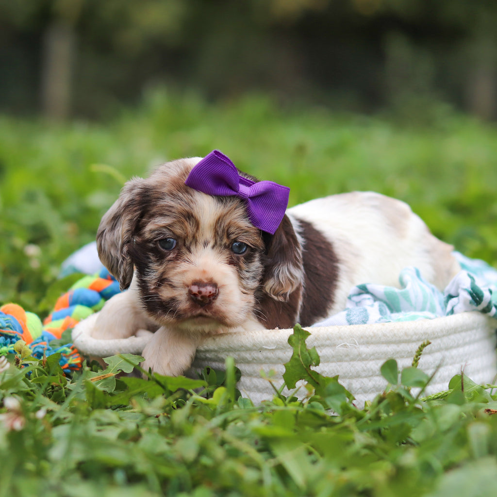 Belle - Available 10/8