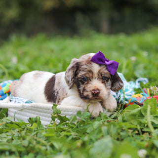 Belle - Available 10/8