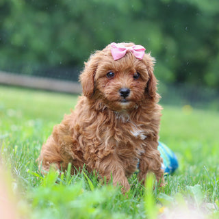 Birdie - Available 7/9
