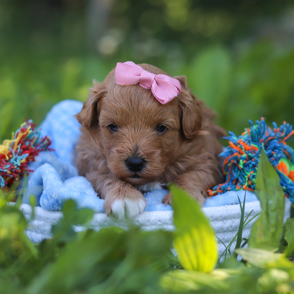 Babs - Available 7/9