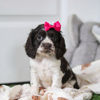Birdie - Available 10/8