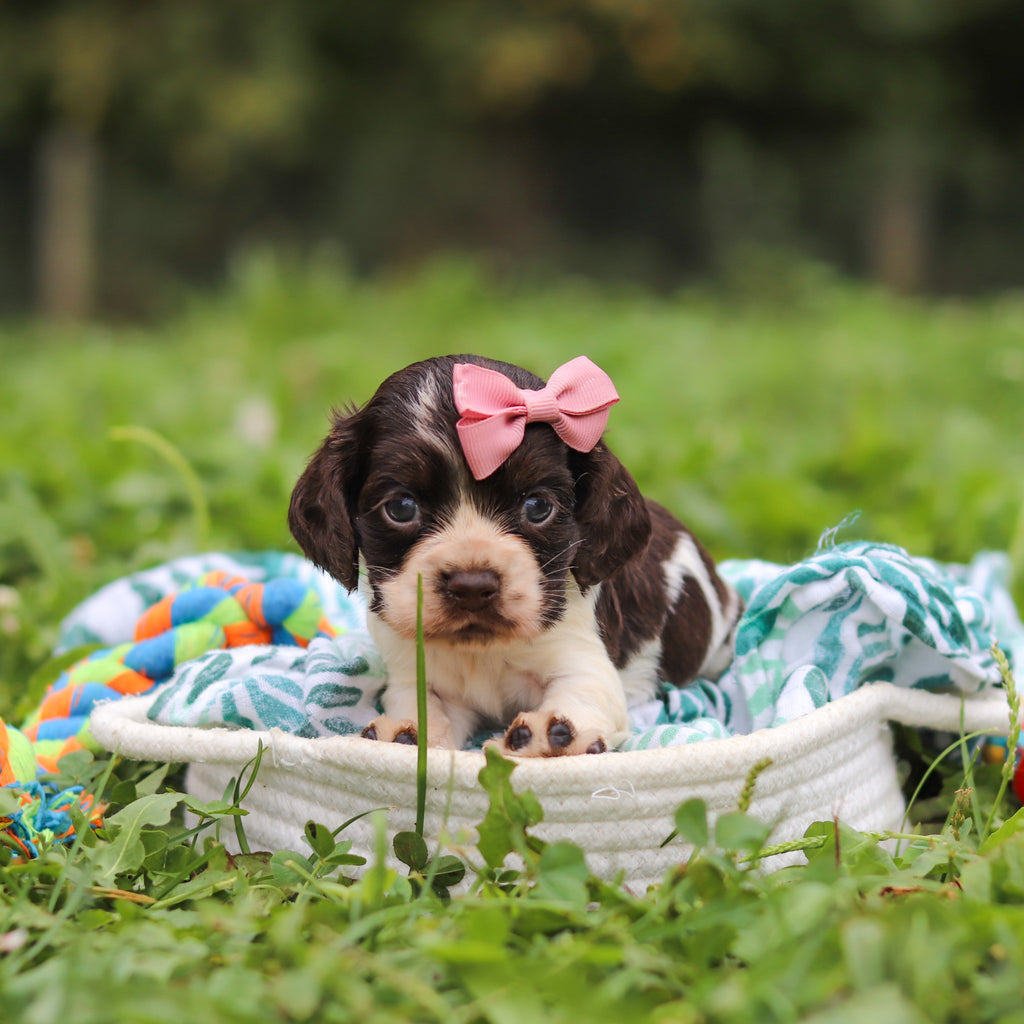 Birdie - Available 10/8