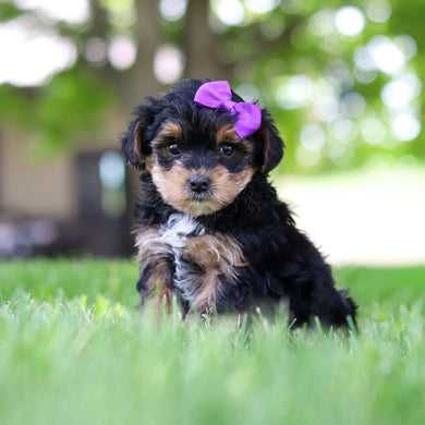 Blaire - Available 5/28