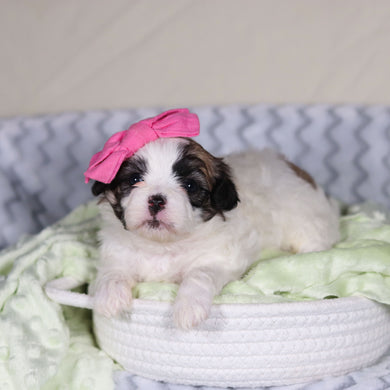 Tahlia - Available 4/9