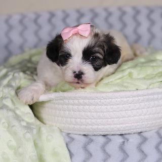 Tilly - Available 4/9