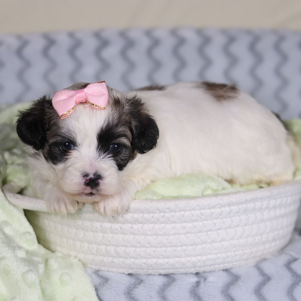 Tilly - Available 4/9