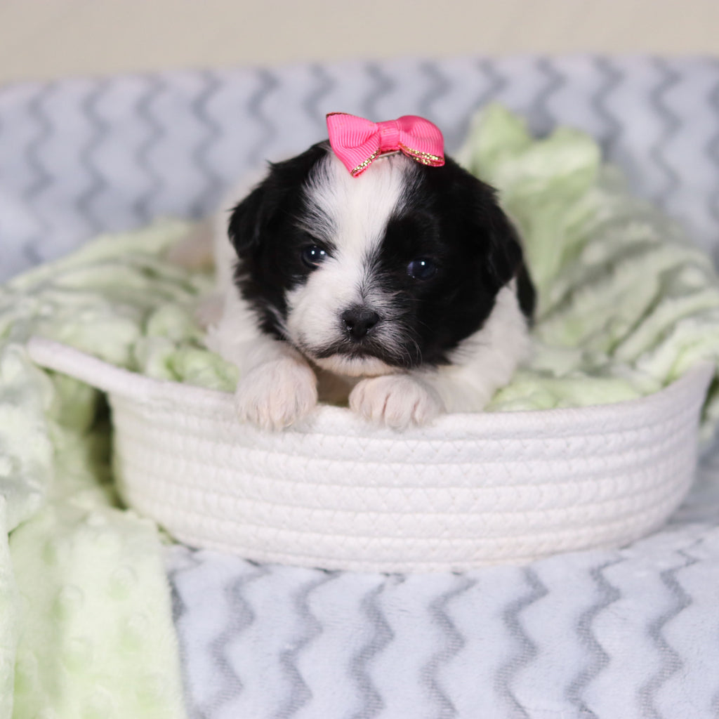 Tallulah - Available Now