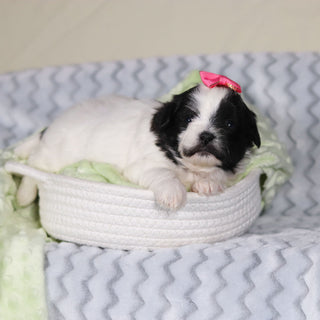 Tallulah - Available Now