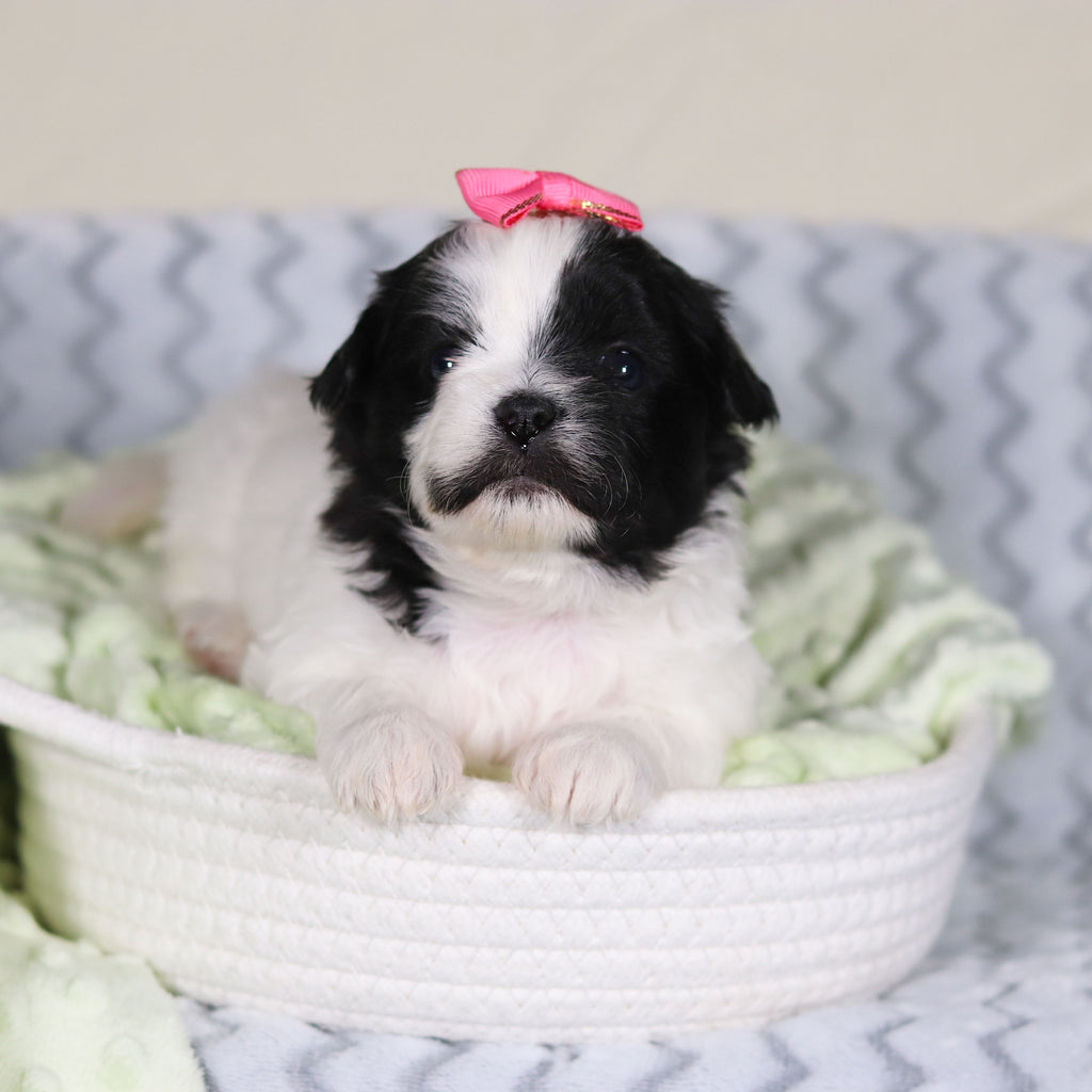 Tallulah - Available Now