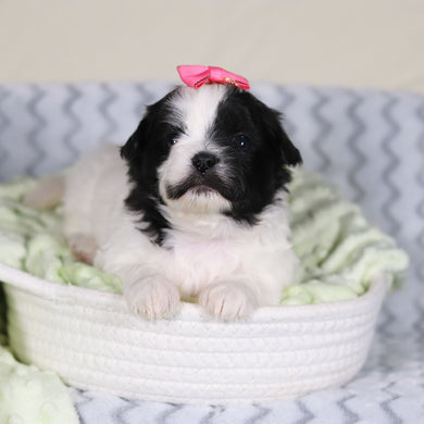 Tallulah - Available 4/9