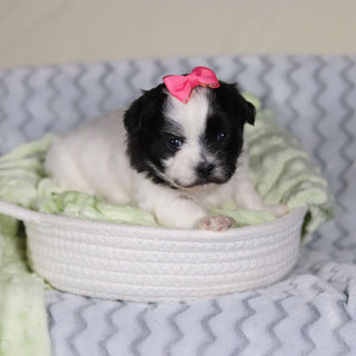 Tallulah - Available Now