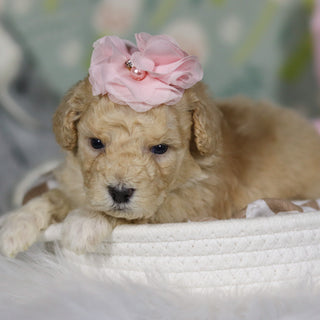 Azalea - Available 4/16