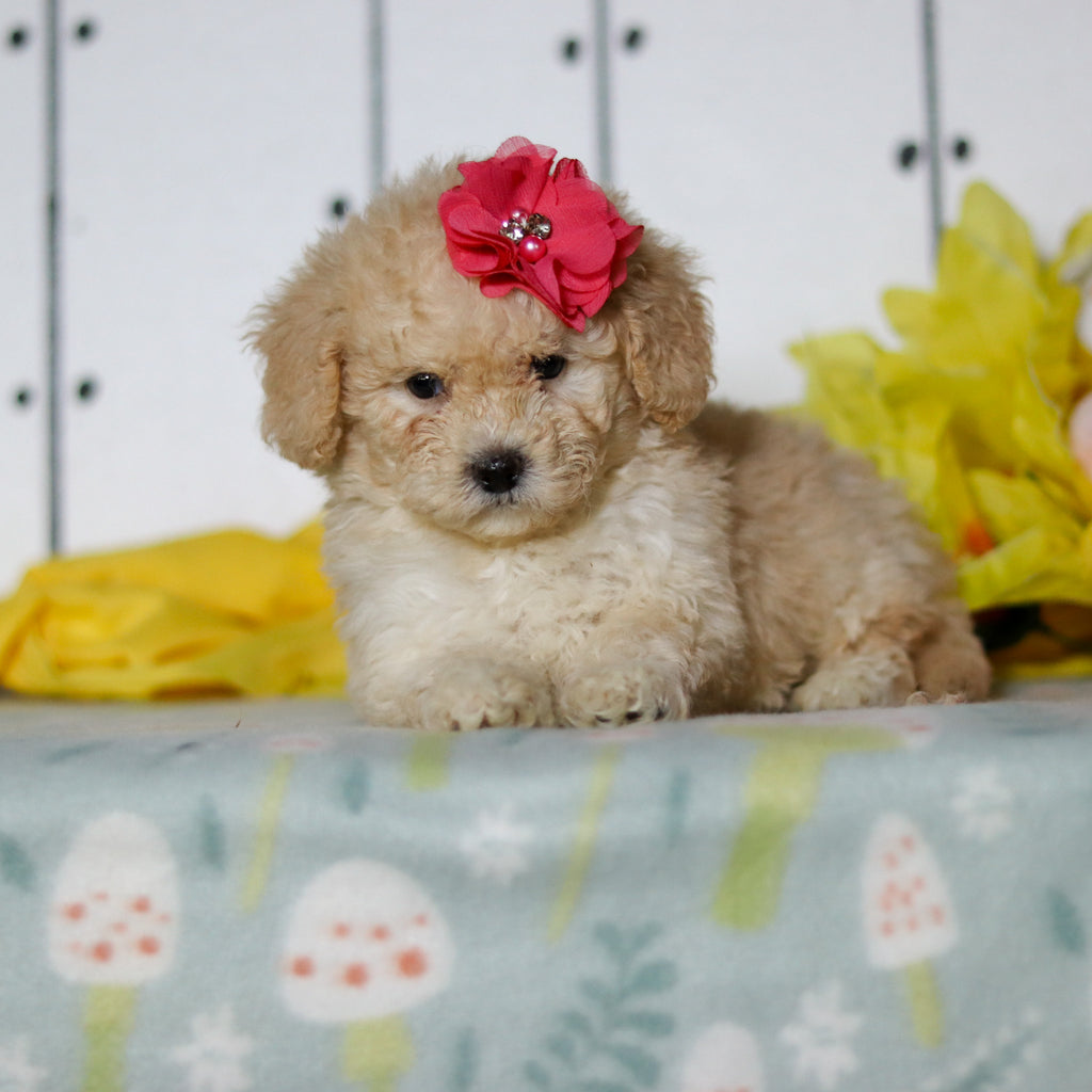 Azalea - Available 4/16