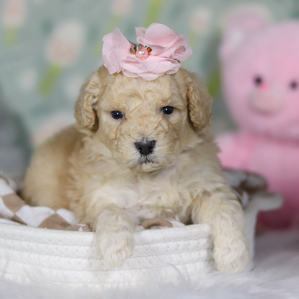 Azalea - Available 4/16