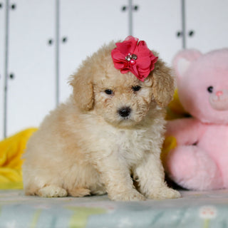 Azalea - Available 4/16