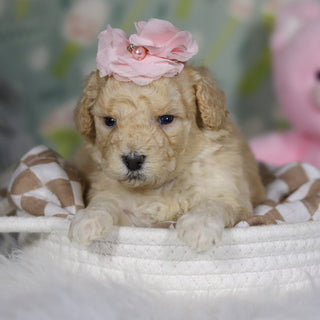 Azalea - Available 4/16