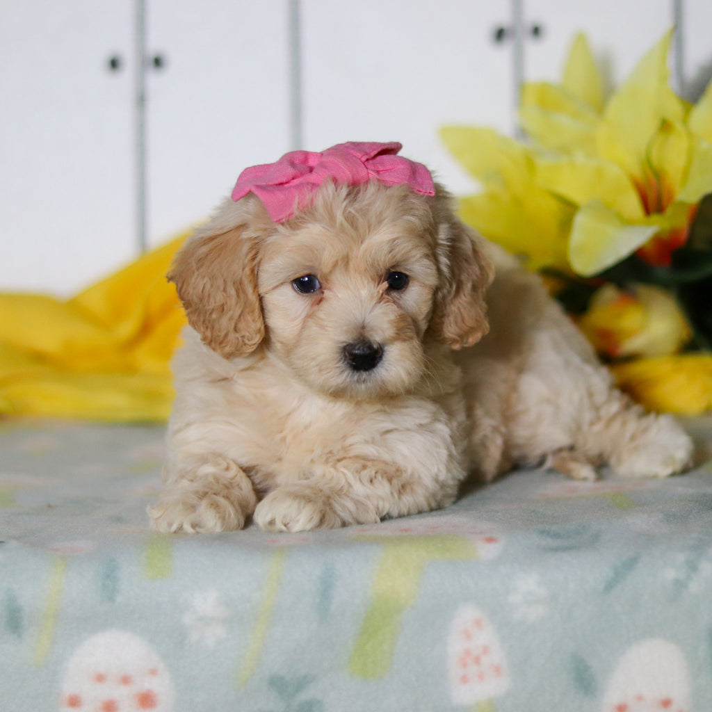 Dahlia - Available 4/16