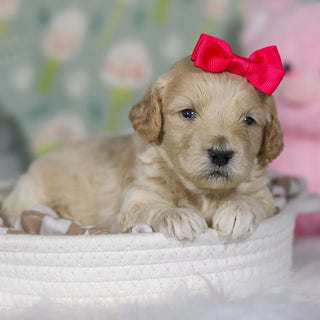 Dahlia - Available 4/16