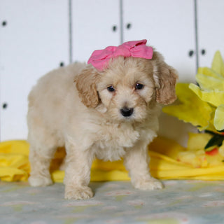 Dahlia - Available 4/16