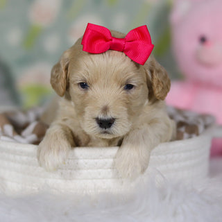 Dahlia - Available 4/16