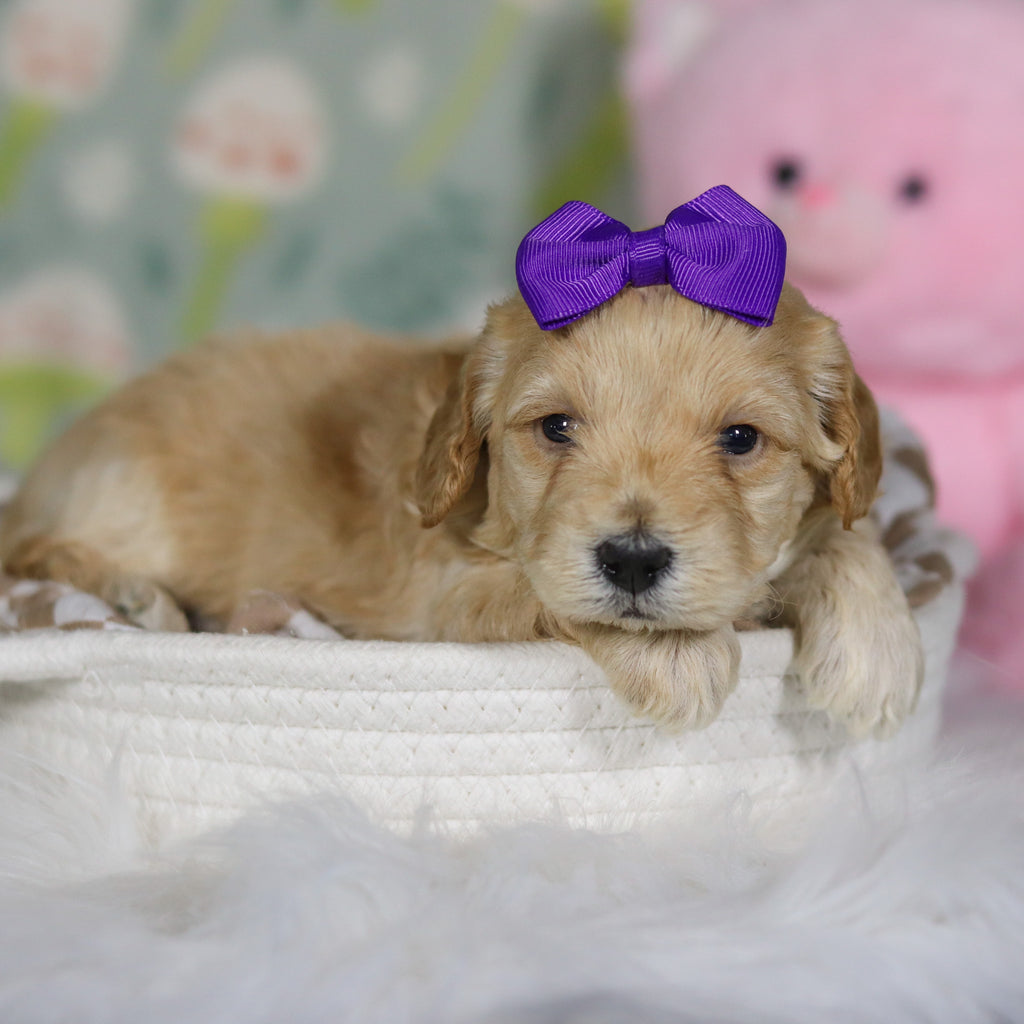 Cassia - Available 4/16