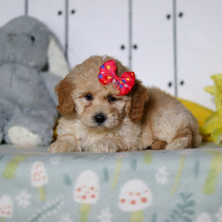 Cassia - Available 4/16