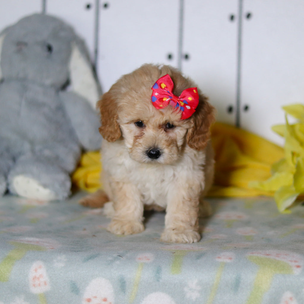 Cassia - Available 4/16