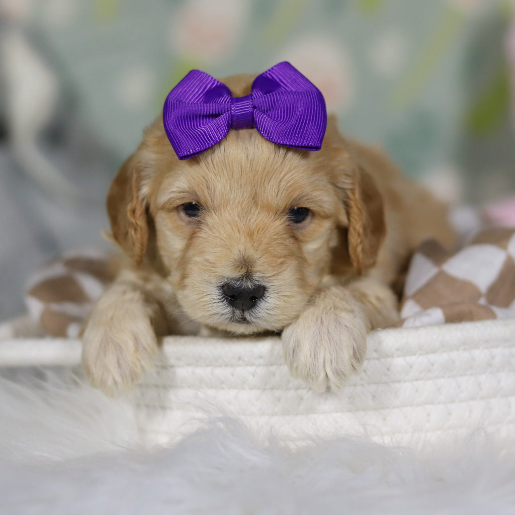 Cassia - Available 4/16