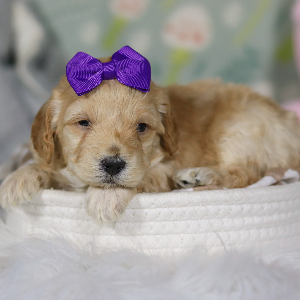 Cassia - Available 4/16