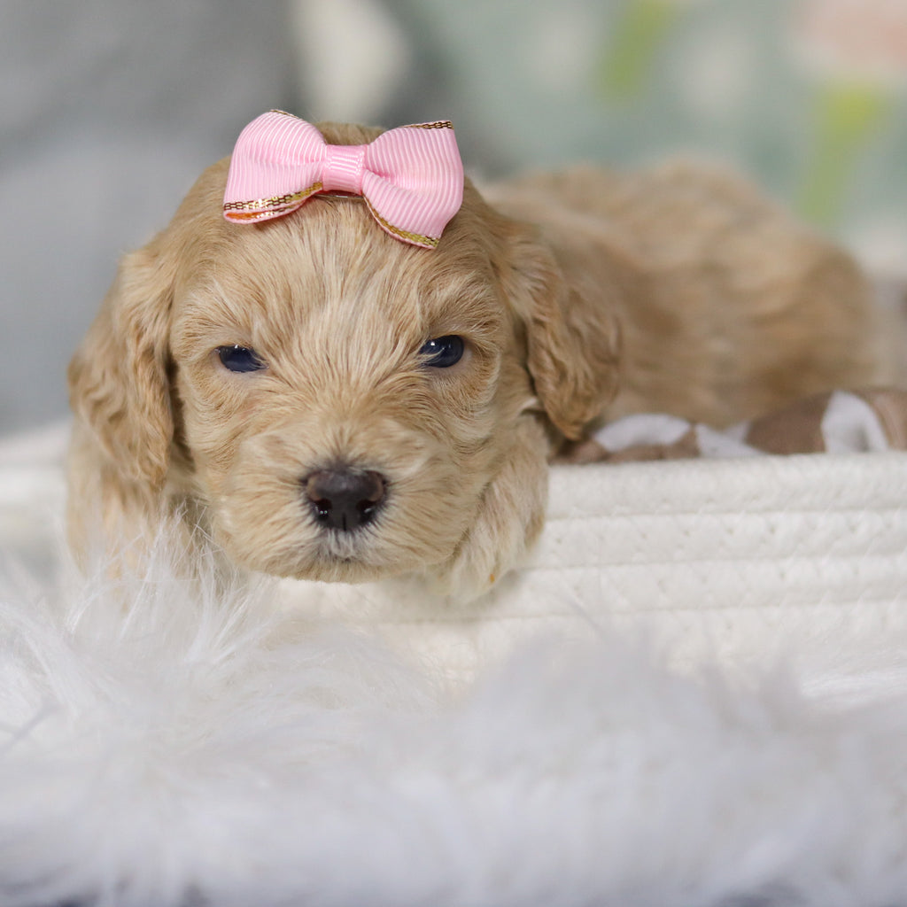 Zinnia - Available 4/16