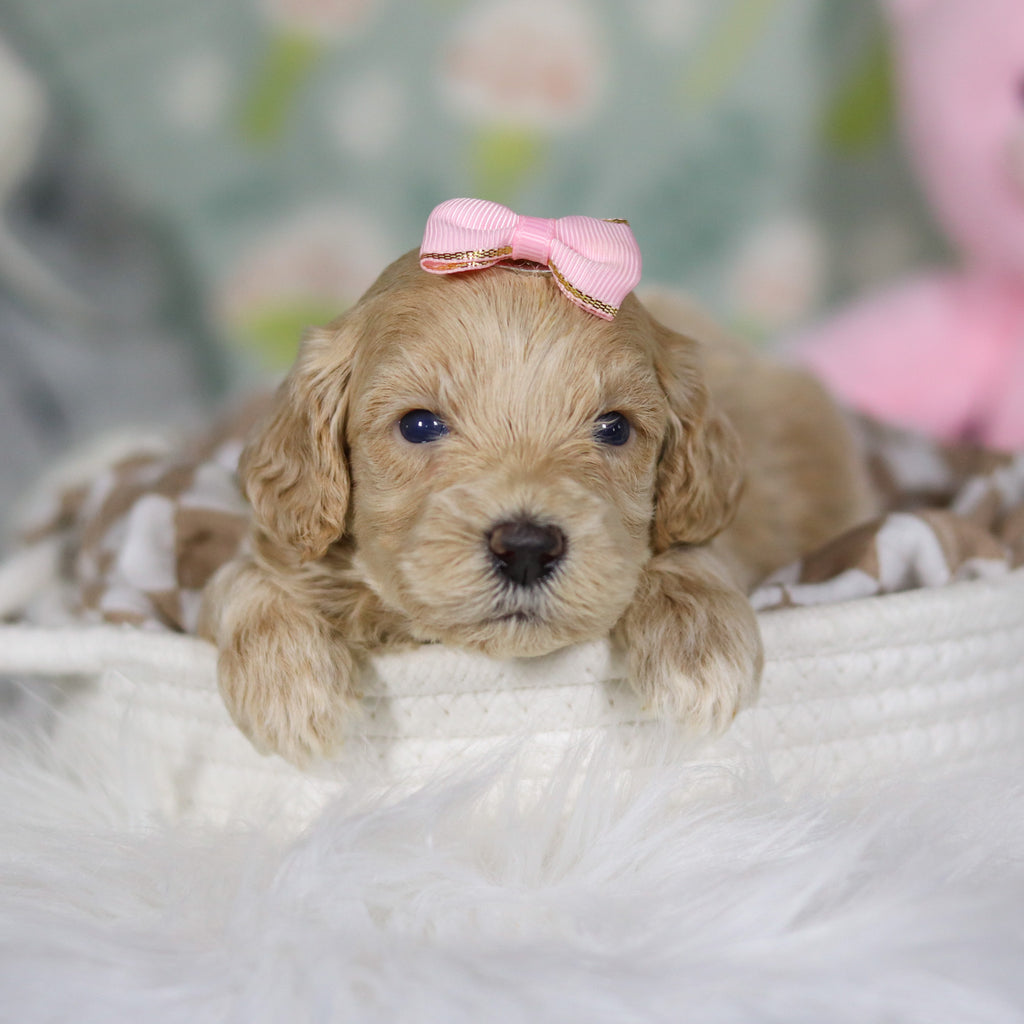 Zinnia - Available 4/16