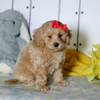 Zinnia - Available 4/16